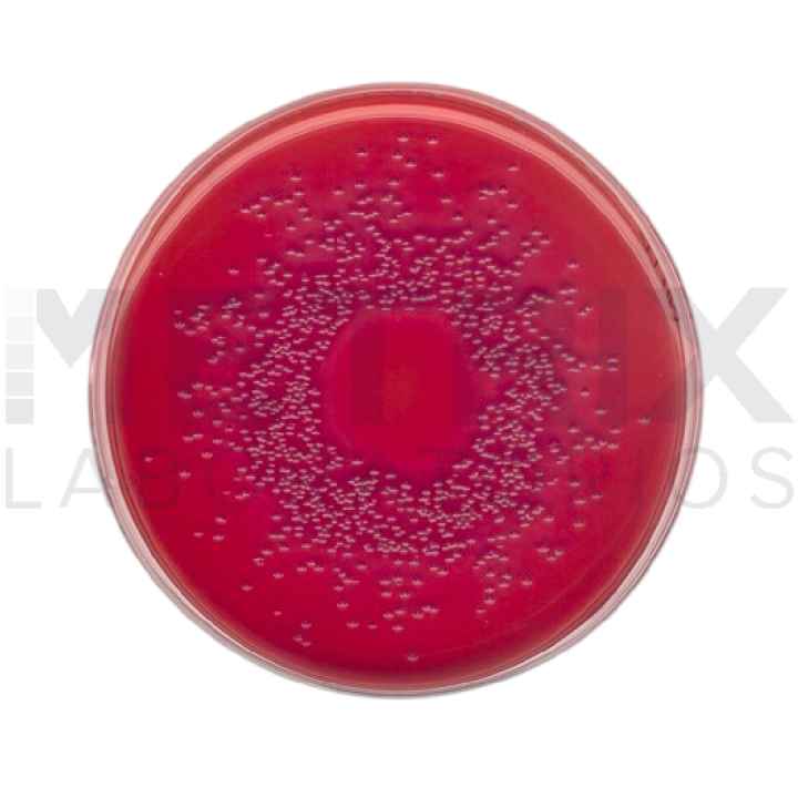 Agar MacConkey (MAC)